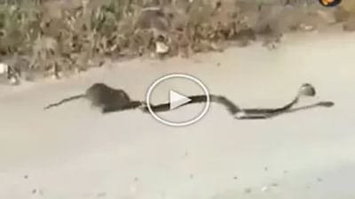 Animal Video : 'મા તો મા હોય છે' ઉંદરના બચ્ચાનો શિકાર કરવા માંગતો હતો સાપ, માતાએ છેલ્લી ઘડીએ ઢાલ બનીને પોતાના 'જીગરના ટુકડા'ની બચાવી જાન
