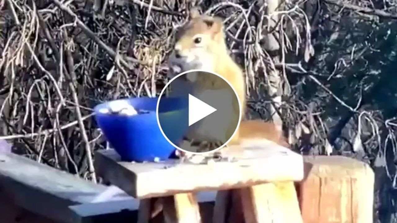 Cute Squirrel Video : લો બોલો... ફળ ખાધા પછી નશામાં ટલ્લી થઈ નાનકડી ખિસકોલી, પછી આ રીતે ઝૂમીને કર્યો ડાન્સ
