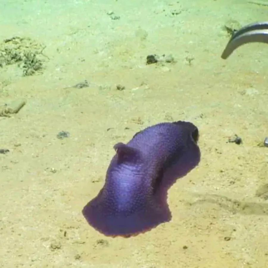 The main author of this research study is Dr. Guadalupe Bribisca-Contreras says the research is important not only because of the new species found here, but also because specimens of this megafauna have only been studied through photographs. At the same time, with the help of a remote-controlled machine equipped with robotic claws, the scientists were also able to pick up the creatures.