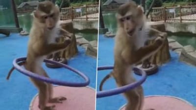 માણસની જેમ આ વાંદરો પણ કરી રહ્યો છે હુલા હૂપ,Videoમાં વાંદરાના પરાક્રમ જોઈ લોકો થયા આશ્ચર્યચકિત