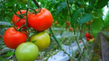 Tomato Farming:  ખેડૂતોએ ટામેટાંની આ જાતોની ખેતી કરવી જોઈએ, બમ્પર ઉપજ મળશે અને કમાણી વધશે