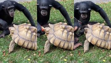 Heart Touching Video : Chimpanzee fed apple to turtle, watch Sharing is Caring video