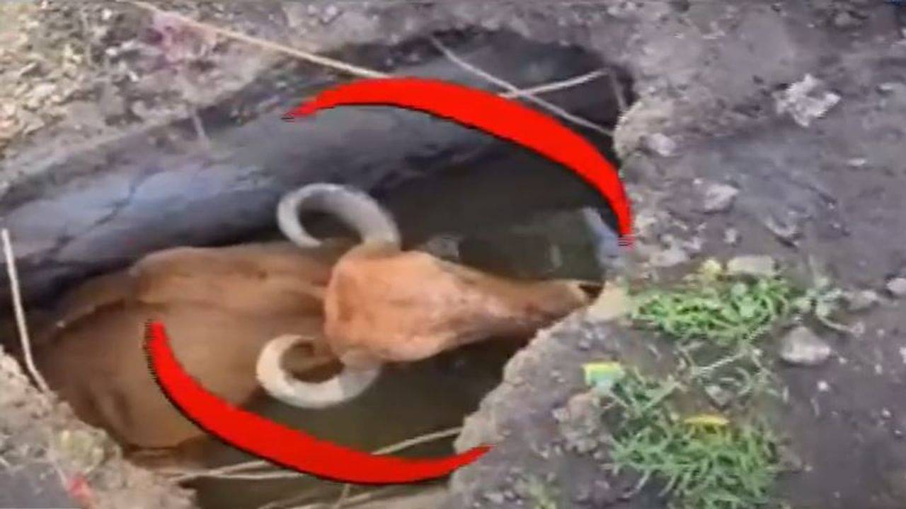 Vadodara: સ્કૂલ બહાર પડેલા ભૂવામાં ગાય ખાબકી, રેસ્કયૂ ઓપરેશન બાદ સુરક્ષિત બહાર કઢાઇ