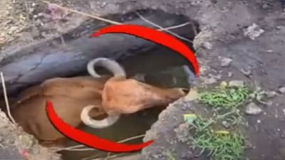 Vadodara: સ્કૂલ બહાર પડેલા ભૂવામાં ગાય ખાબકી, રેસ્કયૂ ઓપરેશન બાદ સુરક્ષિત બહાર કઢાઇ Vadodara: સ્કૂલ બહાર પડેલા ભૂવામાં ગાય ખાબકી, રેસ્કયૂ ઓપરેશન બાદ સુરક્ષિત બહાર કઢાઇ