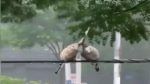 Viral Video: બે પક્ષીઓએ શીખવ્યું જીવનમાં ગમે તેટલું મોટું તોફાન આવે એકબીજાનો સાથ કેવી રીતે નિભાવવો, જુઓ વીડિયો