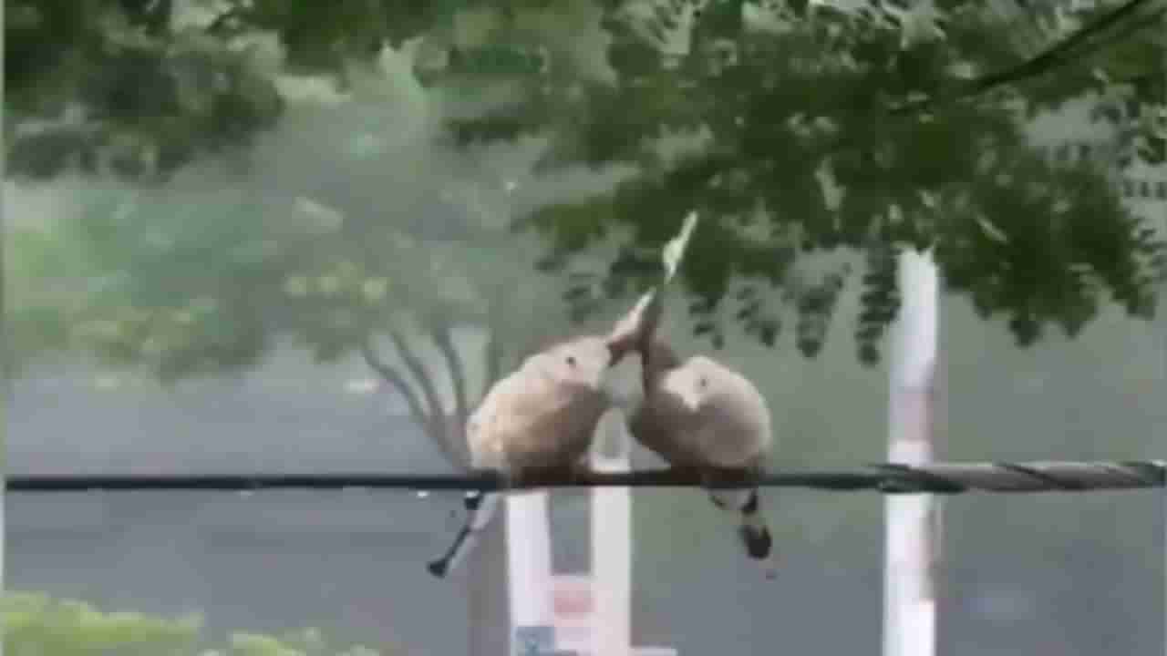 Viral Video: બે પક્ષીઓએ શીખવ્યું જીવનમાં ગમે તેટલું મોટું તોફાન આવે એકબીજાનો સાથ કેવી રીતે નિભાવવો, જુઓ વીડિયો