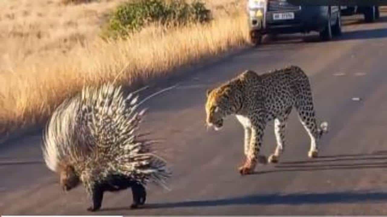 Viral Video: શાહુડીનો શિકાર કરવા માંગતો હતો ચિત્તો, શિકાર તો દૂર સ્પર્શવું પણ ભારે પડ્યું