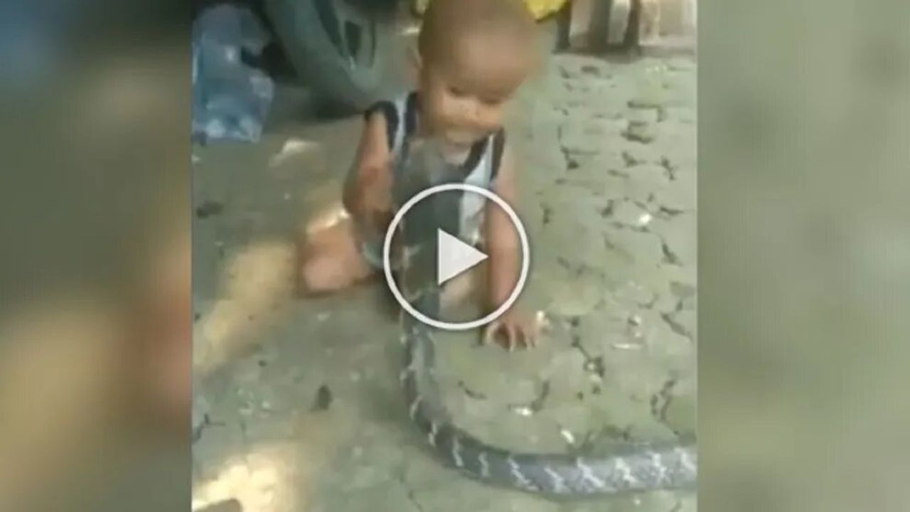 Viral Video: કિંગ કોબરા સાથે રમતો દેખાયો બાળક, વીડિયો જોઈ દંગ રહી ગયા લોકો