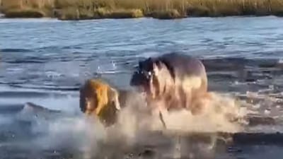 Shocking ! પાણીમાં સિંહ પર ભારે પડ્યો હિપોપોટેમસ, કર્યો એવો ખતરનાક હુમલો, પૂંછડી દબાવીને ભાગ્યો 'જંગલનો રાજા'
