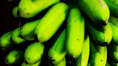 કેળાની ખેતીમાં થાય છે ભરપૂર કમાણી, શું તમે જાણો છો કાચા કેળા ખાવાના ફાયદા ?