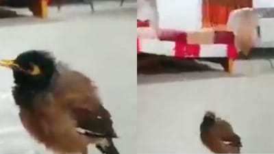 Bird Video : પક્ષીએ કર્યો 'હરે કૃષ્ણા'નો જાપ, સાંભળીને તમે પણ થઈ જશો હેરાન કે સાચે જ પક્ષી બોલે છે...!