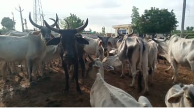 સૌરાષ્ટ્ર બાદ હવે ઉત્તર ગુજરાતના બનાસકાંઠામાં લમ્પી વાયરસનો કહેર, થરાદ અને વાવ તાલુકામાં લમ્પીના 50થી વધુ કેસ સામે આવ્યા