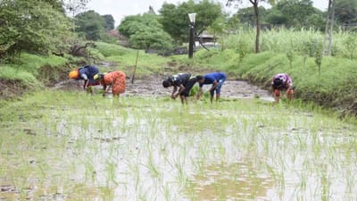 Tapi : તાપી જિલ્લામાં 45 હજાર હેકટર જમીનમાં વિવિધ પાકોનું વાવેતર, સૌથી વધુ વાવેતર ડાંગરનું