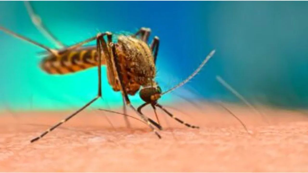 Dengue: કોરોના વચ્ચે વધી શકે છે ડેન્ગ્યુનો ખતરો, અત્યારથી જ આ બાબતોનું રાખો ધ્યાન