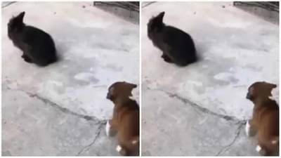 Dog Video : સસલાની નકલ કરવી નાનકડા ગલુડિયાને ભારે પડ્યું, ક્યૂટ નોક-ઝોકનો Video સોશિયલ મીડિયામાં છવાયો