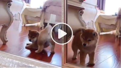 Dog Viral: અરીસામાં પોતાની જાતને અદ્ભુત રીતે જોતો રહ્યો ડોગી, વીડિયોએ મચાવી ધૂમ