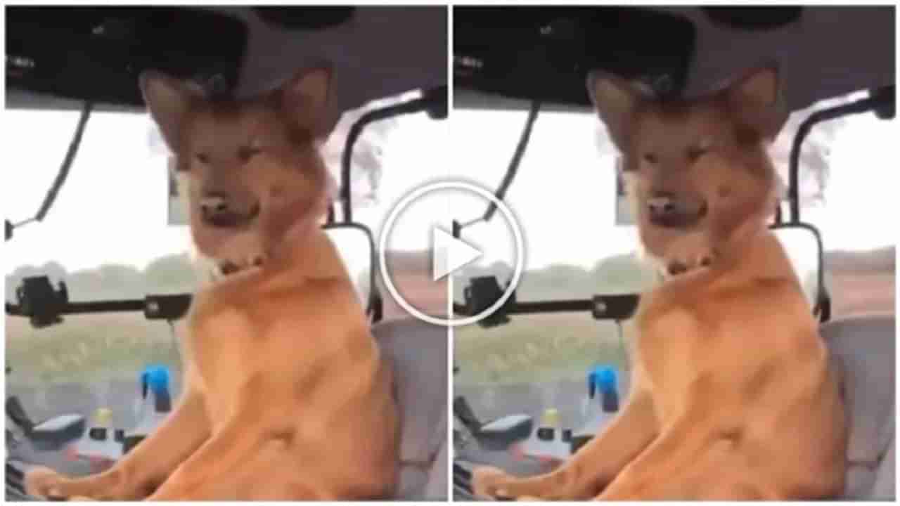 Viral Video: મેં નીકલા ગાડી લેકે.... કૂતરો બન્યો ડ્રાઈવર, પકડ્યું સ્ટિયરિંગ, પછી જોયા જેવી થઈ
