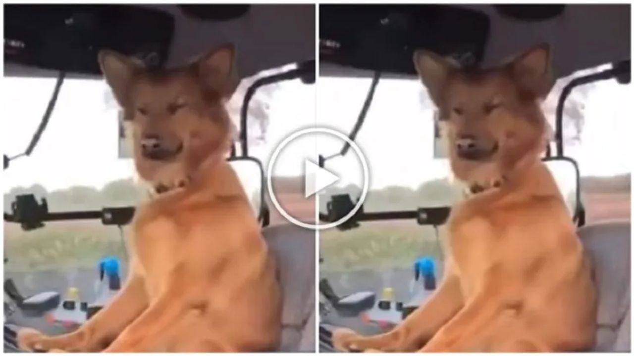 Viral Video: 'મેં નીકલા ગાડી લેકે....' કૂતરો બન્યો ડ્રાઈવર, પકડ્યું સ્ટિયરિંગ, પછી જોયા જેવી થઈ