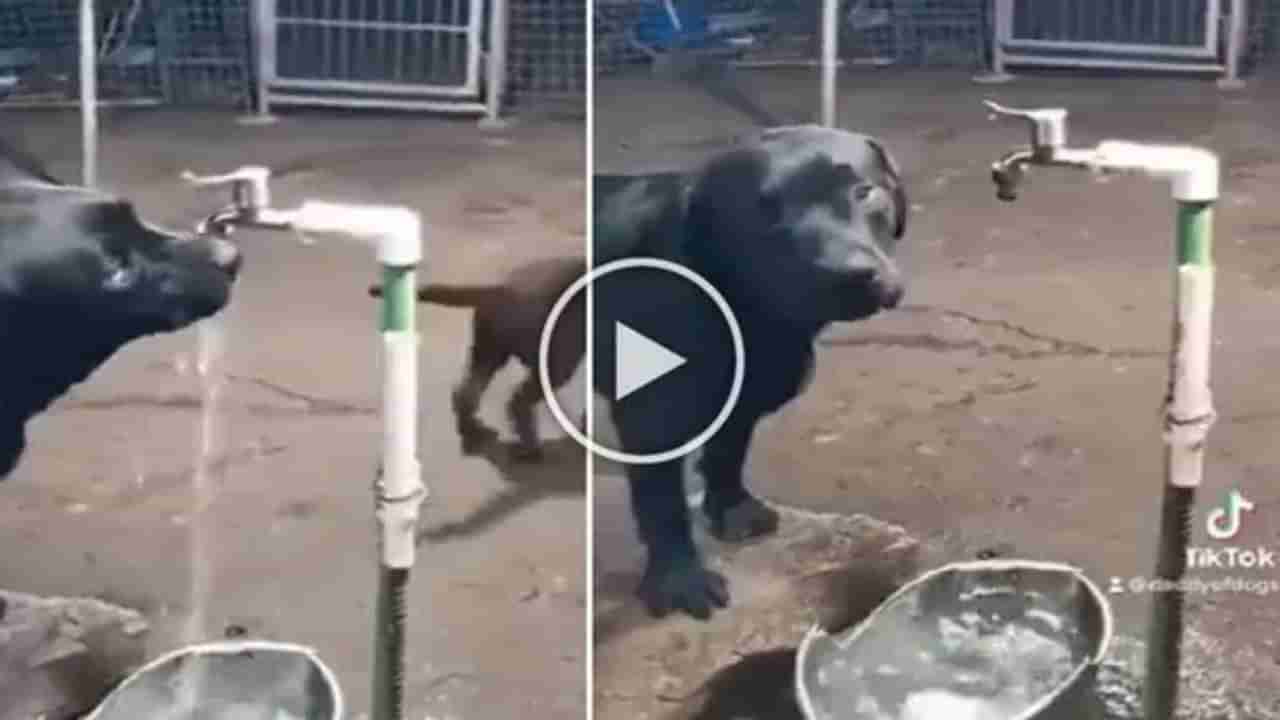 Dog Video: કૂતરાએ બતાવી પાણીની કિંમત, IPSએ શેર કર્યો વીડિયો અને કહ્યું,ડોગી સમજી ગયો, આપણે માણસો ક્યારે સમજીશું?