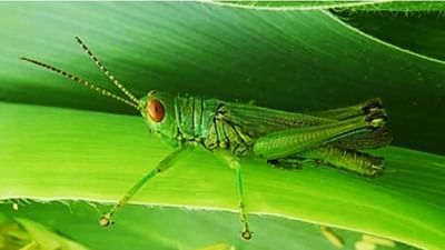 ખરીફ પાક પર ગ્રાસ હોપર જીવાતનો હુમલો, ખેડૂતો પરેશાન...સરકારે એડવાઈઝરી જાહેર કરી