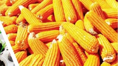 ખેડૂતોને મકાઈમાંથી સારી આવક થઈ રહી છે, આ યોગ્ય સમય છે...વાવણી કરી શકો છો