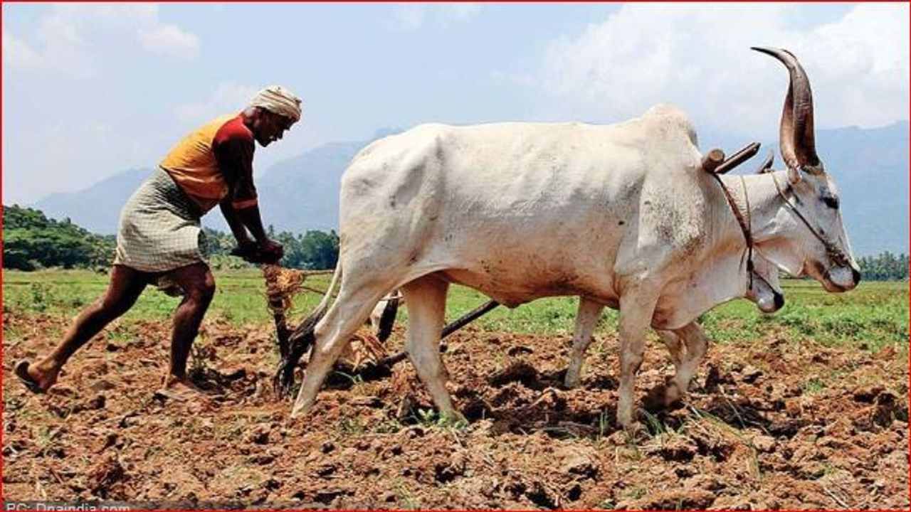 ગુજરાતમાં 4 જુલાઇ સુધીમાં 30 લાખ હેક્ટરથી વધુ જમીનમાં વાવણી, ખેડૂતોએ કપાસ, મગફળી, બાજરી અને કઠોળ જેવા પાકોનું વાવેતર કર્યું