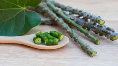 Giloy Side Effects : રોગપ્રતિકારક શક્તિ વધારવા ગિલોયનો આ રીતે ઉપયોગ કરવાનું ટાળો, નહીંતર થઇ શકે છે અનેક સ્વાસ્થ્ય સમસ્યાઓ