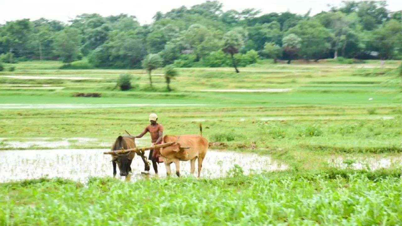 ઓડિશાના 14.27 લાખ ખેડૂતો પાક વીમાના દાવાની ચુકવણીની રાહ જોઈ રહ્યા છે