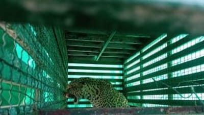 Surat : ખજોદ ગામમાં આખરે દીપડો પકડાતા લોકોને રાહત, સેલ્ફી લેવા લોકોએ પાંજરા પાસે કરી પડાપડી