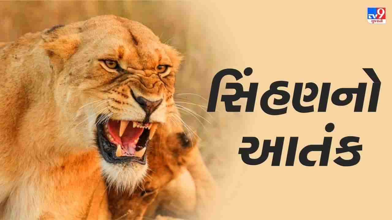 અમરેલી: સિંહણ વિફરતા મચ્યો હાહાકાર, દિવસમાં 6 લોકો પર કર્યો જીવલેણ હુમલો