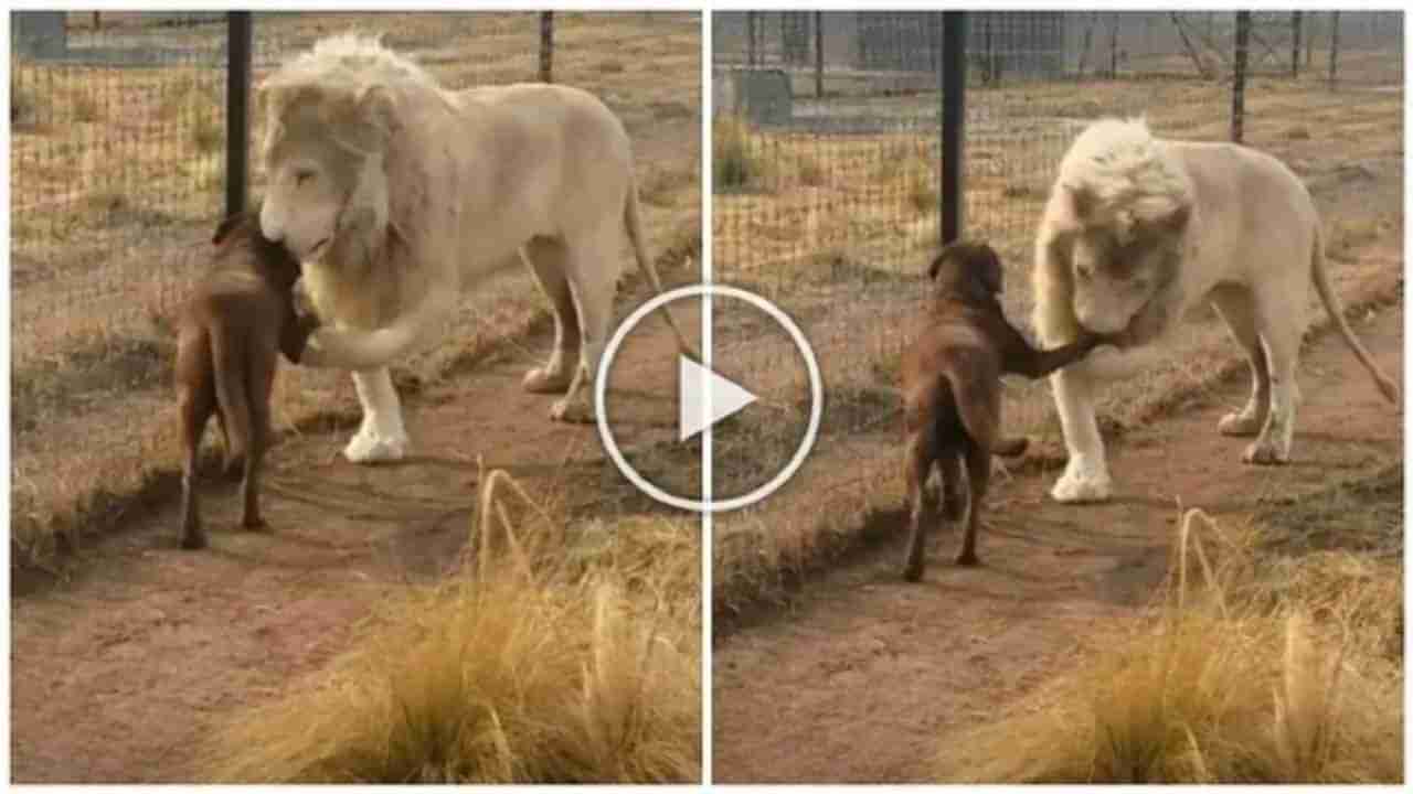 Animal Video: હુમલો કર્યા વિના જ જંગલના રાજાએ કૂતરા તરફ લંબાવ્યો મિત્રતાનો હાથ, વીડિયો જોઈને લોકોને યાદ આવ્યા જય-વીરુ