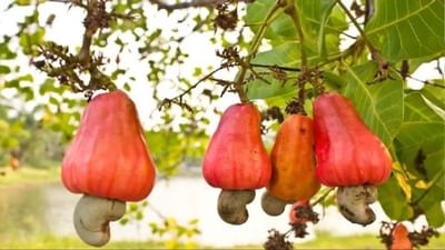 કમોસમી વરસાદ અને તાપમાનના કારણે કાજુના પાકને અસર થઈ, ખેડૂતોની ચિંતા વધી