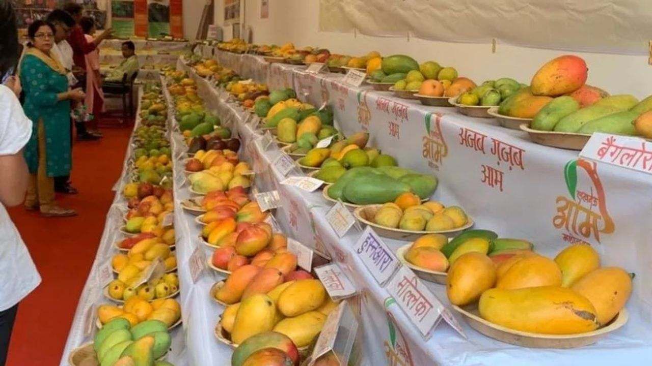 લખનૌના Mango Festival માં મુખ્યમંત્રી યોગીના નામથી કેરીની વિવિધતા 'યોગી નૌબહાર'ની ચર્ચા, હુસનારા અને મલ્લિકાની સુંદરતા