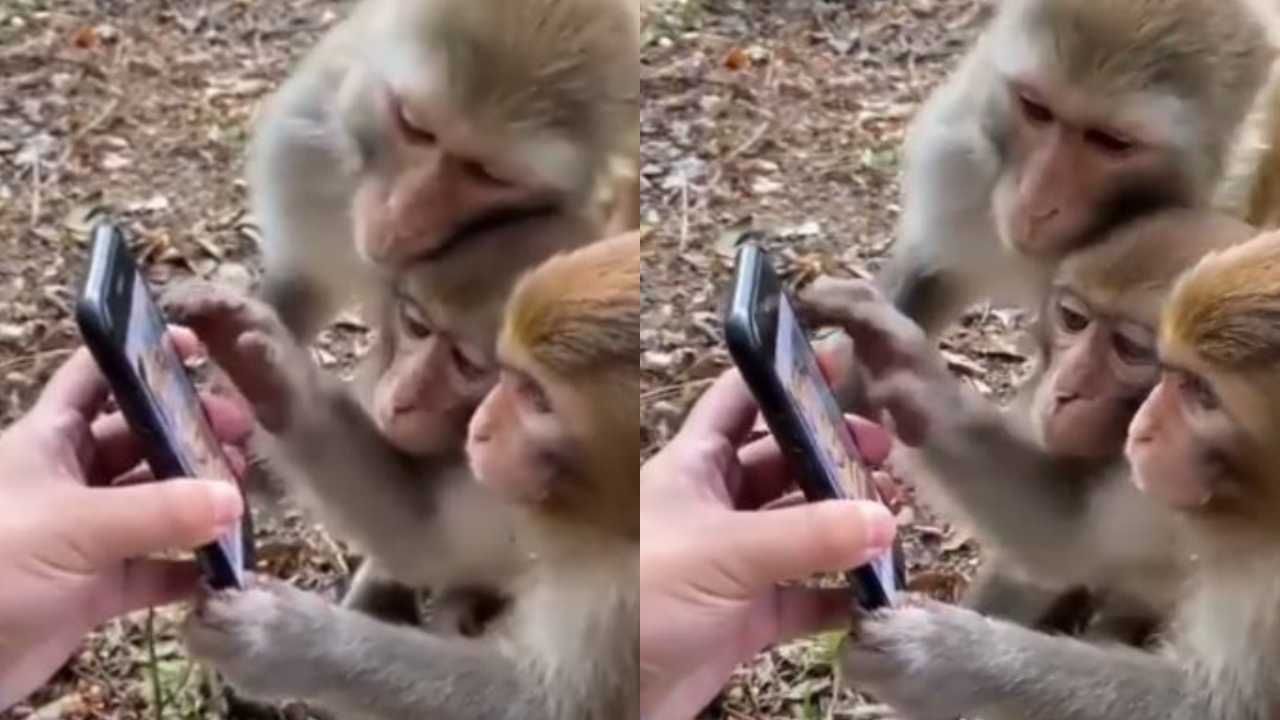 Monkeys Funny Video: વાનરોએ લીધી મોબાઈલની મજા, સોશિયલ મીડિયો જોવાનો લાગ્યો ચસ્કો