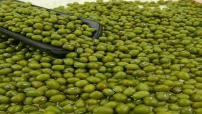 Gandhinagar: મગની ખરીદી માટે સરકાર તૈયાર, આગામી 21 જૂલાઇથી કરવામાં આવશે ટેકાના ભાવે ખરીદી