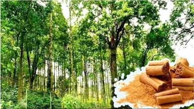 કિંમતી લાલ ચંદન પર દક્ષિણ ભારતનો એકાધિકાર ખતમ, હિમાચલમાં પણ ખેતીની તૈયારી