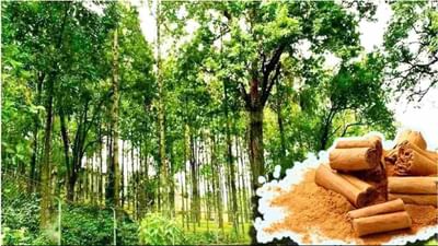 કિંમતી લાલ ચંદન પર દક્ષિણ ભારતનો એકાધિકાર ખતમ, હિમાચલમાં પણ ખેતીની તૈયારી