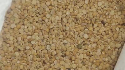 Anand: જિલ્લા પુરવઠા વિભાગની ઘોર બેદરકારી, શાળાઓને સડેલી તુવેરદાળનો જથ્થો મોકલી દીધો