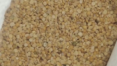 Anand: જિલ્લા પુરવઠા વિભાગની ઘોર બેદરકારી, શાળાઓને સડેલી તુવેરદાળનો જથ્થો મોકલી દીધો