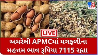 Mandi : અમરેલી APMCમાં મગફળીના મહત્તમ ભાવ રૂપિયા 7115 રહ્યા, જાણો જુદા-જુદા પાકના ભાવ
