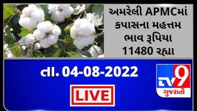 Mandi : અમરેલી APMCમાં કપાસના મહત્તમ ભાવ રૂપિયા 11480 રહ્યા, જાણો જુદા-જુદા પાકના ભાવ