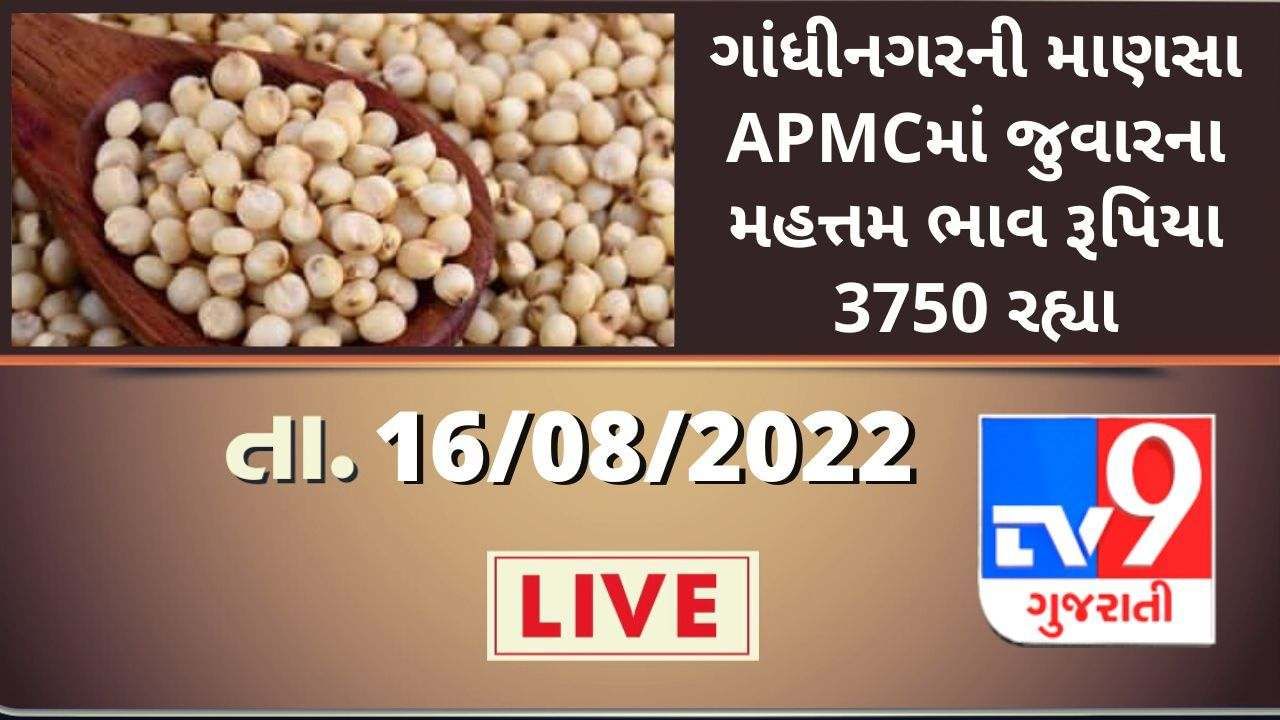 Mandi: The maximum price of sorghum in Mansa APMC of Gandhinagar was Rs 3750, know the prices of different crops