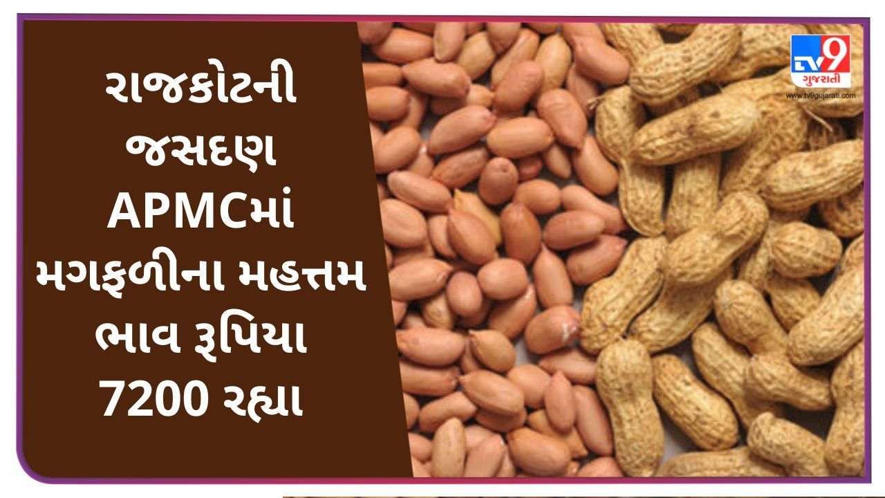 Mandi: The maximum price of groundnut in Jasdan APMC of Rajkot was Rs 7200, know the prices of different crops