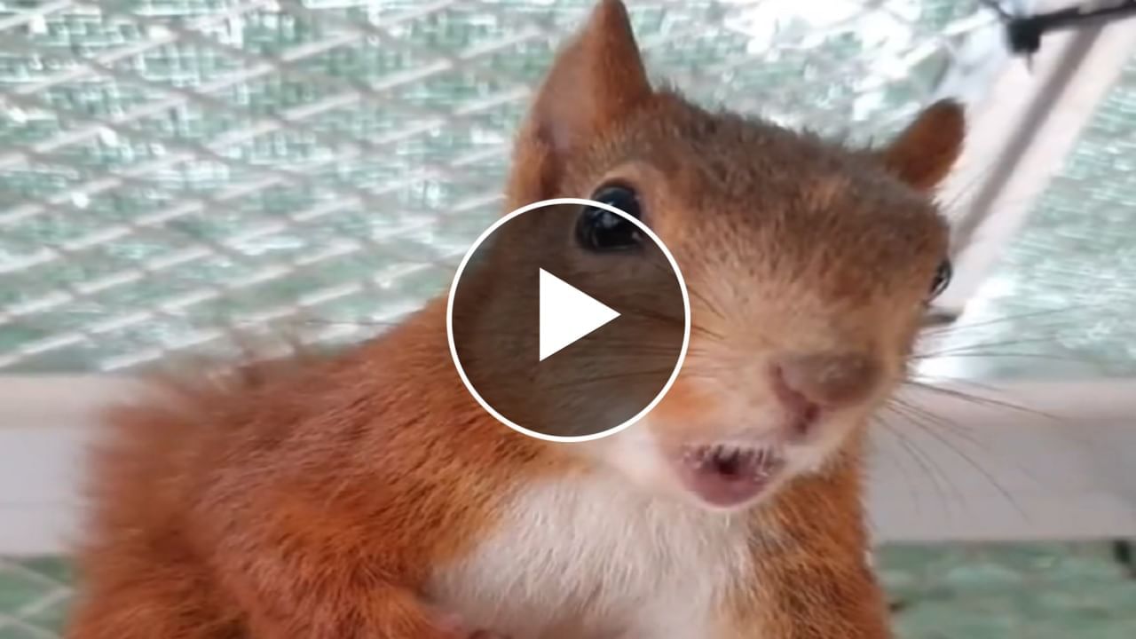 Squirrel Funny Video : ગુસ્સામાં જોવા મળી ખિસકોલી, Cute અંદાજમાં પક્ષીને ડરાવવાનો કર્યો પ્રયાસ
