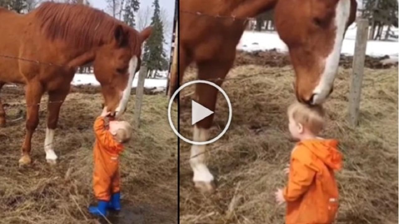 Cute Video : બાળકે ઘોડાને કર્યો અનોખી રીતે પ્રેમ, જૂઓ આ મનમોહક વીડિયો