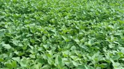 જાણો આ રોકડિયા પાક વિશે રસપ્રદ માહિતી, ખેડૂતો તેની ખેતી કરીને લાખોની કરે છે કમાણી