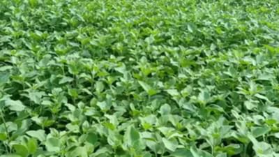 જાણો આ રોકડિયા પાક વિશે રસપ્રદ માહિતી, ખેડૂતો તેની ખેતી કરીને લાખોની કરે છે કમાણી