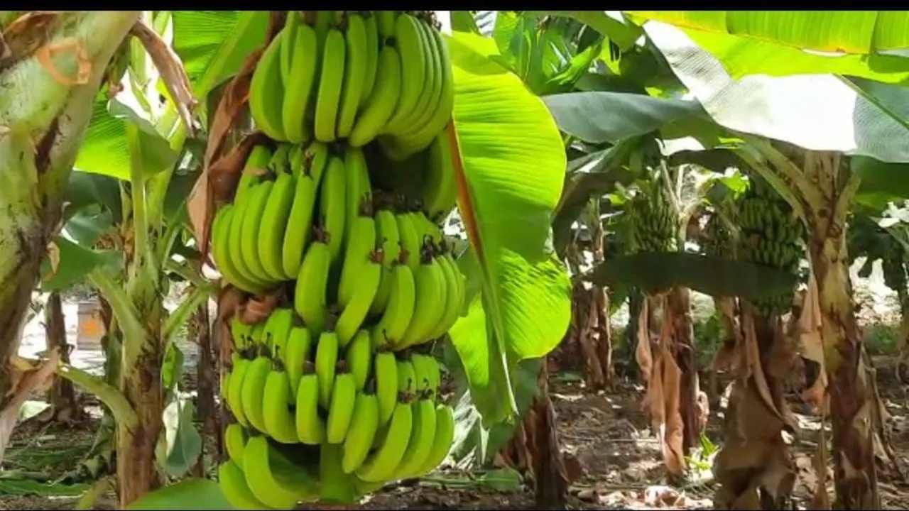 Banana Price: કેળાની ખેતી કરતા ખેડૂતો ખુશખુશાલ, વિક્રમી ભાવથી થઈ નુકસાનની ભરપાઈ
