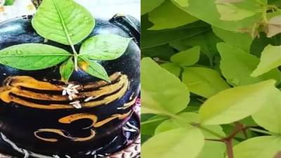 બિલીપત્રનું મહત્વ શું છે? જાણો બિલીપત્ર તોડીને શિવલિંગ પર અર્પણ કરવાના નિયમો