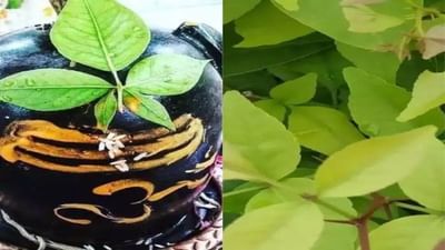 બિલીપત્રનું મહત્વ શું છે? જાણો બિલીપત્ર તોડીને શિવલિંગ પર અર્પણ કરવાના નિયમો